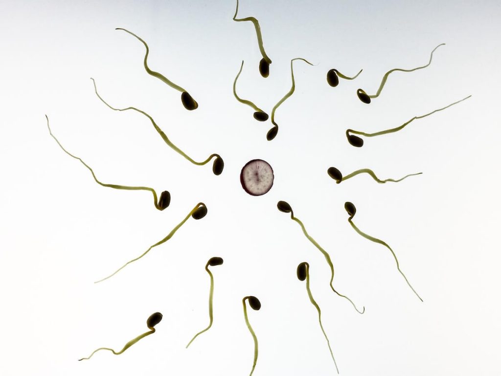 Anonymous miracle-workers – sperm and egg cell donors in Latvia!